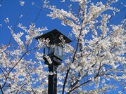 Outdoor Area Lighting